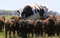Αγελάδα γίγαντας στην Αυστραλία ζυγίζει όσο ένα αυτοκίνητο! - Φωτογραφία 1