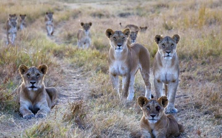 Η απίθανη στιγμή που 10 λιοντάρια στήνονται σε μία... τρομακτική πόζα - Φωτογραφία 2