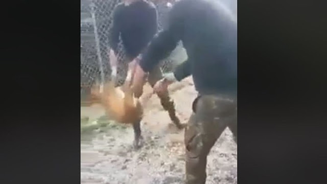 Γιάννενα: Το Στρατοδικείο καταδίκασε τους στρατιώτες που είχαν πετάξει σκύλο σε γκρεμό - Φωτογραφία 1