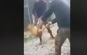 Γιάννενα: Το Στρατοδικείο καταδίκασε τους στρατιώτες που είχαν πετάξει σκύλο σε γκρεμό