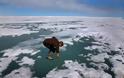 Αρκτική: 2018... η δεύτερη πιο θερμή χρονιά από το 1900 - Φωτογραφία 2