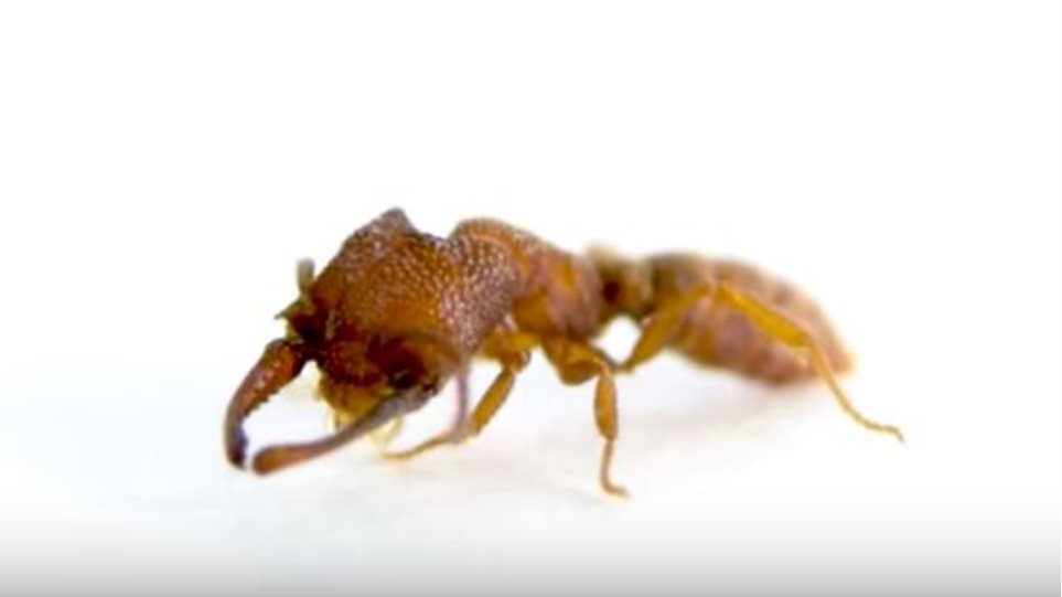 Τσιτάχ; Το μυρμήγκι «δράκουλας» είναι το πιο σβέλτο ζώο στη φύση! ΒΙΝΤΕΟ - Φωτογραφία 1