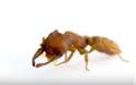 Τσιτάχ; Το μυρμήγκι «δράκουλας» είναι το πιο σβέλτο ζώο στη φύση! ΒΙΝΤΕΟ