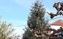 Άναψε το Χριστουγεννιάτικο δένδρο στο ΘΥΡΡΕΙΟ | ΦΩΤΟ - Φωτογραφία 21