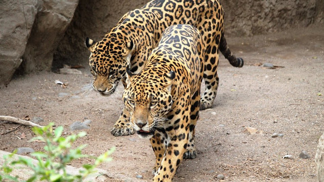 Σοκ στο Αττικό Ζωολογικό Πάρκο: Σκότωσαν δύο τζάγκουαρ, που δραπέτευσαν την ώρα που βρίσκονταν μέσα επισκέπτες! - Φωτογραφία 1