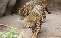Σοκ στο Αττικό Ζωολογικό Πάρκο: Σκότωσαν δύο τζάγκουαρ, που δραπέτευσαν την ώρα που βρίσκονταν μέσα επισκέπτες!