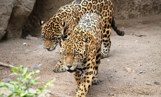Τρόμος στο Αττικό Ζωολογικό Πάρκο: Σκότωσαν δύο τζάγκουαρ που δραπέτευσαν ενώ ήταν μέσα επισκέπτες - Φωτογραφία 1