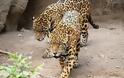 Τρόμος στο Αττικό Ζωολογικό Πάρκο: Σκότωσαν δύο τζάγκουαρ που δραπέτευσαν ενώ ήταν μέσα επισκέπτες