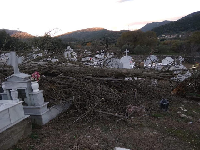 Ξεριζώθηκε δέντρο στο νεκροταφείο ΒΑΣΙΛΟΠΟΥΛΟ Ξηρομέρου - Μεγάλες υλικές ζημιές σε τάφους (φωτογραφίες) - Φωτογραφία 2