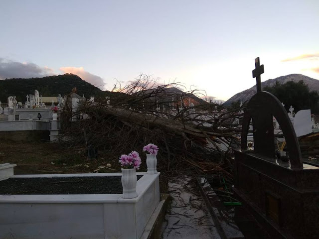 Ξεριζώθηκε δέντρο στο νεκροταφείο ΒΑΣΙΛΟΠΟΥΛΟ Ξηρομέρου - Μεγάλες υλικές ζημιές σε τάφους (φωτογραφίες) - Φωτογραφία 3