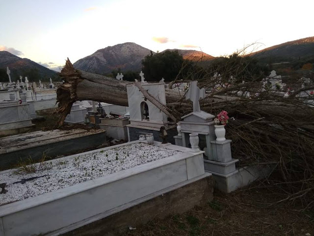 Ξεριζώθηκε δέντρο στο νεκροταφείο ΒΑΣΙΛΟΠΟΥΛΟ Ξηρομέρου - Μεγάλες υλικές ζημιές σε τάφους (φωτογραφίες) - Φωτογραφία 4