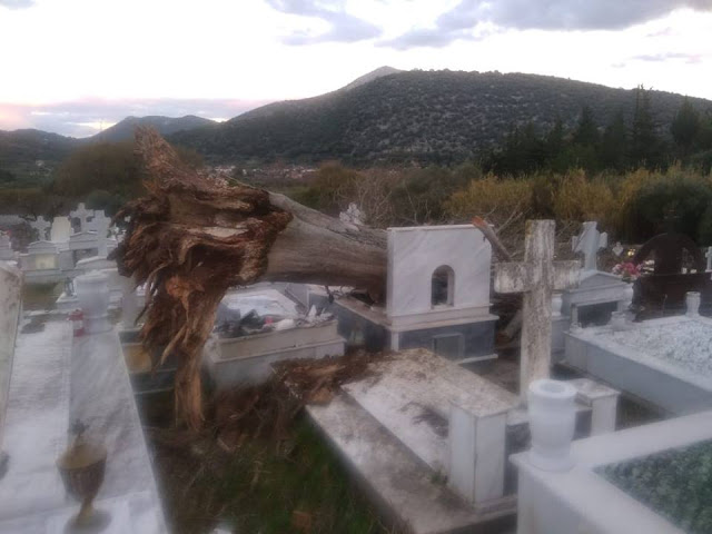 Ξεριζώθηκε δέντρο στο νεκροταφείο ΒΑΣΙΛΟΠΟΥΛΟ Ξηρομέρου - Μεγάλες υλικές ζημιές σε τάφους (φωτογραφίες) - Φωτογραφία 5