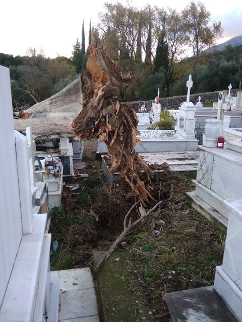 Ξεριζώθηκε δέντρο στο νεκροταφείο ΒΑΣΙΛΟΠΟΥΛΟ Ξηρομέρου - Μεγάλες υλικές ζημιές σε τάφους (φωτογραφίες) - Φωτογραφία 9