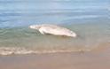 Χανιά: Βρέθηκε νεκρή φώκια στην παραλία