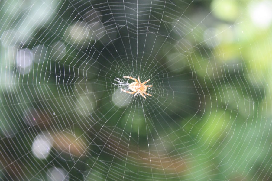 Έτσι θα μπορούσαν οι αράχνες να αφανίσουν τους ανθρώπους μέσα σε ένα χρόνο - Φωτογραφία 1