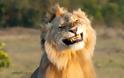 Λιοντάρια «πιάστηκαν» να ερωτοτροπούν κι οι αντιδράσεις του αρσενικού τα λένε όλα