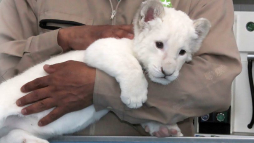 Σπάνιο λευκό λιοντάρι κάνει την πρώτη του δημόσια εμφάνιση - Φωτογραφία 1