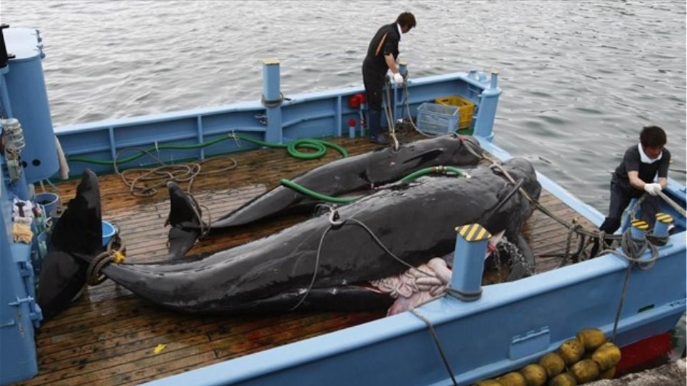 Το Τόκιο αποφάσισε να συνεχίσει την εμπορική φαλαινοθηρία - Φωτογραφία 1