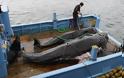 Το Τόκιο αποφάσισε να συνεχίσει την εμπορική φαλαινοθηρία