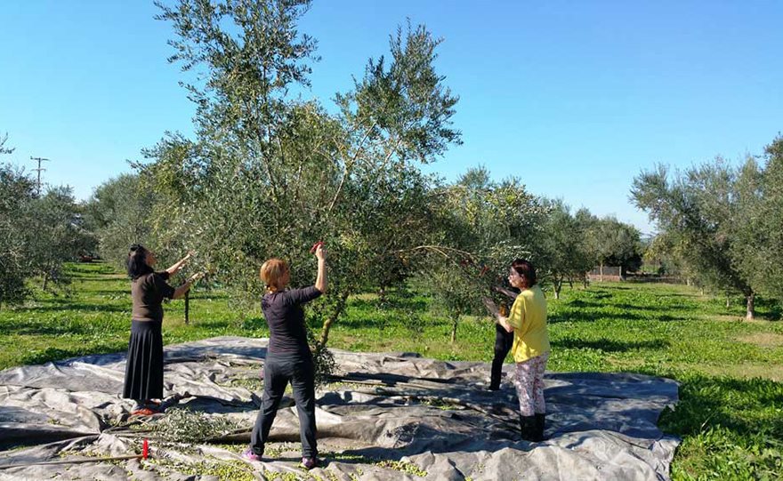 Το οικογενειακό λάδι από το ΑΓΡΙΝΙΟ (Αιτωλία)! - Φωτογραφία 4