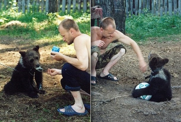 Μεγάλωσε μία αρκούδα για 4 χρόνια, όμως εκείνη τον έφαγε ζωντανό - Φωτογραφία 4