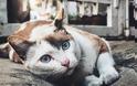 Για την ανάπτυξη εμβολίου για την αλλεργία στις γάτες εργάζονται Ρώσοι επιστήμονες