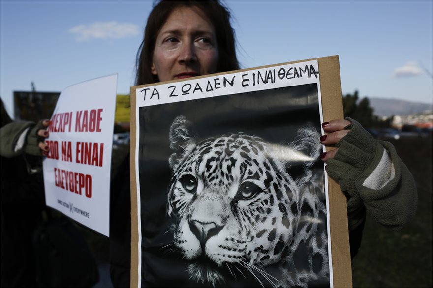 Ένταση στο Αττικό Ζωολογικό Πάρκο – Απόπειρα εισβολής σε διαμαρτυρία για τα δύο τζάγκουαρ - Φωτογραφία 4