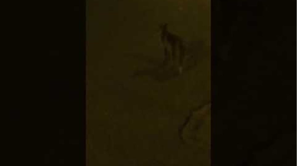 Αλεπουδίτσα «σουλατσάρει» στο Βύρωνα - Φωτογραφίες - Φωτογραφία 2
