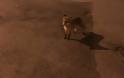 Αλεπουδίτσα «σουλατσάρει» στο Βύρωνα - Φωτογραφίες - Φωτογραφία 1