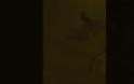 Αλεπουδίτσα «σουλατσάρει» στο Βύρωνα - Φωτογραφίες - Φωτογραφία 2