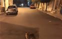 Αλεπουδίτσα «σουλατσάρει» στο Βύρωνα - Φωτογραφίες - Φωτογραφία 3