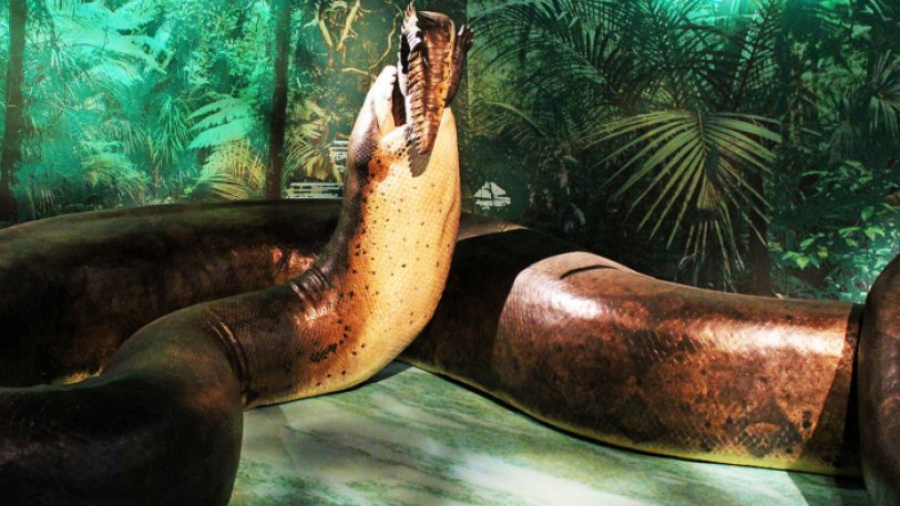 Τιτανοβόας: Το μεγαλύτερο φίδι της ιστορίας έφτανε σε μήκος τα 13 μέτρα και σε βάρος τους 1,2 τόνους - Φωτογραφία 1