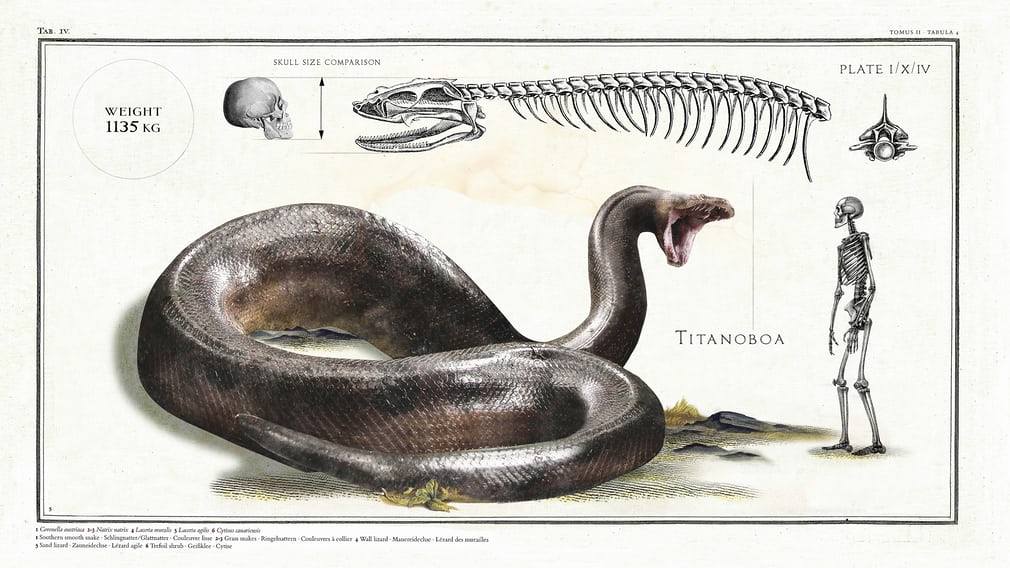 Τιτανοβόας: Το μεγαλύτερο φίδι της ιστορίας έφτανε σε μήκος τα 13 μέτρα και σε βάρος τους 1,2 τόνους - Φωτογραφία 2