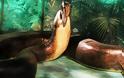 Τιτανοβόας: Το μεγαλύτερο φίδι της ιστορίας έφτανε σε μήκος τα 13 μέτρα και σε βάρος τους 1,2 τόνους