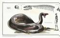 Τιτανοβόας: Το μεγαλύτερο φίδι της ιστορίας έφτανε σε μήκος τα 13 μέτρα και σε βάρος τους 1,2 τόνους - Φωτογραφία 2