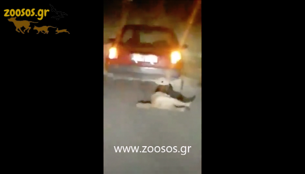 ΒΟΝΙΤΣΑ-Φρίκη: Έσερνε σκύλο στην άσφαλτο με το αυτοκίνητο (ΒΙΝΤΕΟ) - Φωτογραφία 1