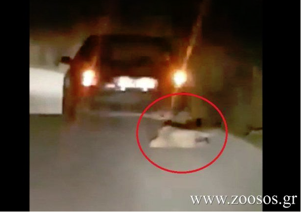 ΒΟΝΙΤΣΑ-Φρίκη: Έσερνε σκύλο στην άσφαλτο με το αυτοκίνητο (ΒΙΝΤΕΟ) - Φωτογραφία 2