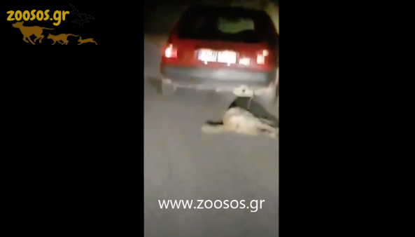 ΒΟΝΙΤΣΑ-Φρίκη: Έσερνε σκύλο στην άσφαλτο με το αυτοκίνητο (ΒΙΝΤΕΟ) - Φωτογραφία 3