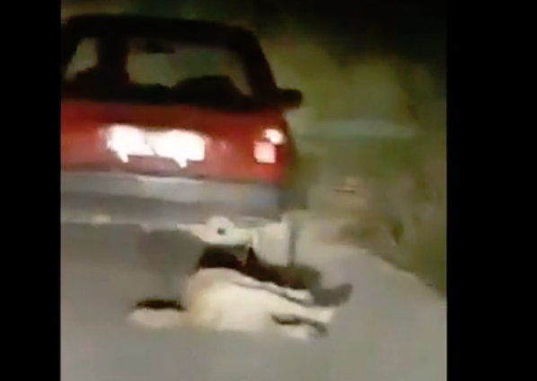 ΒΟΝΙΤΣΑ-Φρίκη: Έσερνε σκύλο στην άσφαλτο με το αυτοκίνητο (ΒΙΝΤΕΟ) - Φωτογραφία 4