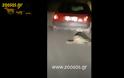 ΒΟΝΙΤΣΑ-Φρίκη: Έσερνε σκύλο στην άσφαλτο με το αυτοκίνητο (ΒΙΝΤΕΟ) - Φωτογραφία 3