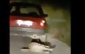 ΒΟΝΙΤΣΑ-Φρίκη: Έσερνε σκύλο στην άσφαλτο με το αυτοκίνητο (ΒΙΝΤΕΟ) - Φωτογραφία 4