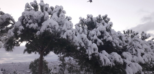 Έριξε πολύ χιόνι στο ΑΡΧΟΝΤΟΧΩΡΙ Ξηρομέρου [εικόνες] - Φωτογραφία 35