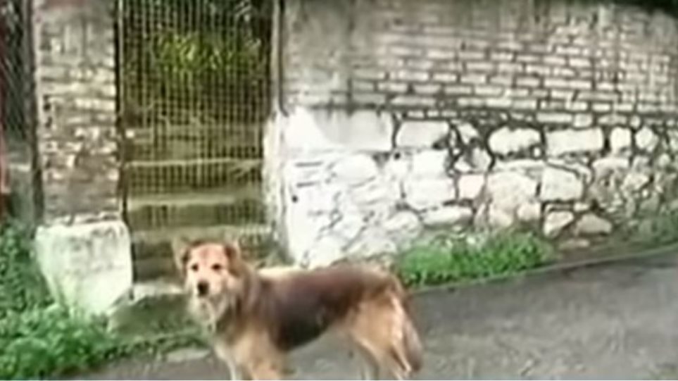 Κέρκυρα: Ο σκύλος της 29χρονης οδήγησε τους αστυνομικούς στο σημείο που θάφτηκε - Φωτογραφία 1