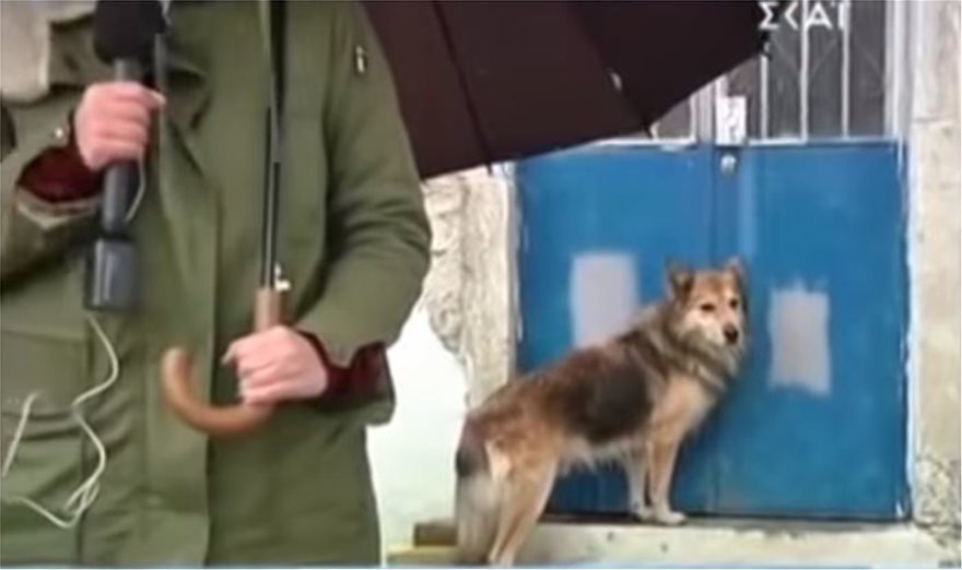 Κέρκυρα: Ο σκύλος της 29χρονης οδήγησε τους αστυνομικούς στο σημείο που θάφτηκε - Φωτογραφία 2