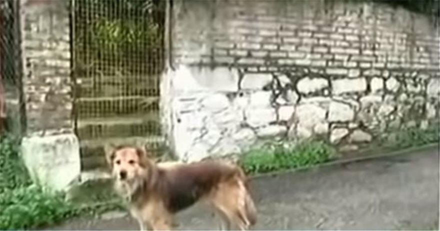 Κέρκυρα: Ο σκύλος της 29χρονης οδήγησε τους αστυνομικούς στο σημείο που θάφτηκε - Φωτογραφία 3