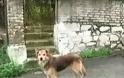 Κέρκυρα: Ο σκύλος της 29χρονης οδήγησε τους αστυνομικούς στο σημείο που θάφτηκε