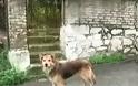 Κέρκυρα: Ο σκύλος της 29χρονης οδήγησε τους αστυνομικούς στο σημείο που θάφτηκε - Φωτογραφία 3