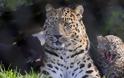 Με drones και ελέφαντες έψαχναν λεοπάρδαλη που το έσκασε από πάρκο