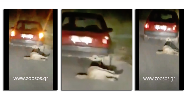 ΒΟΝΙΤΣΑ: Εντοπίστηκε ο δράστης (72χρονος) που έσερνε το σκύλο στην άσφαλτο με το αυτοκίνητο - Φωτογραφία 1