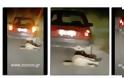 ΒΟΝΙΤΣΑ: Εντοπίστηκε ο δράστης (72χρονος) που έσερνε το σκύλο στην άσφαλτο με το αυτοκίνητο